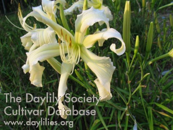 Daylily August Snow